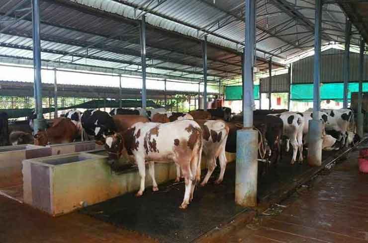 Dairy Farm Management